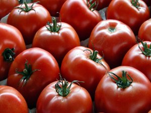 کاهش قیمت گوجه فرنگی در هفته جاری 