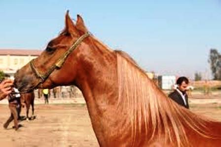 جشنواره ملی زیبایی اسب اصیل عرب در آبادان آغاز به کار کرد