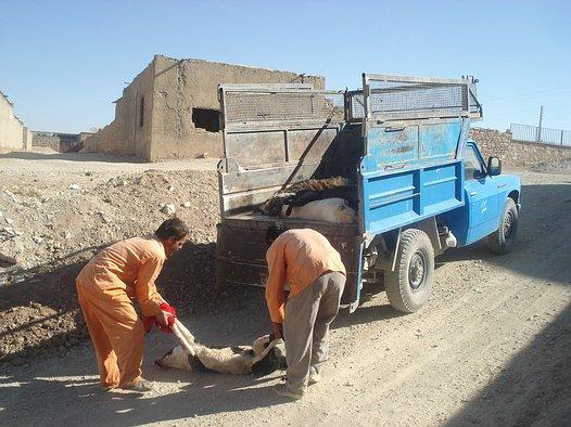 تجمع اعتراض به سگ کشی در شیراز