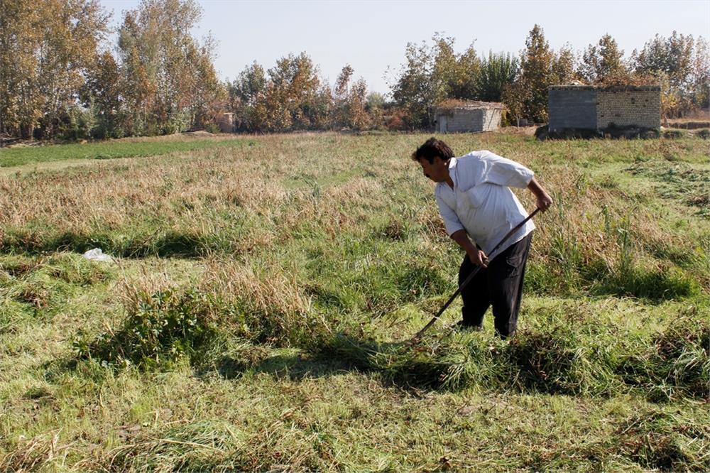  الهیاری: مرگ تدریجی مزارع کشاورزان هندیجان