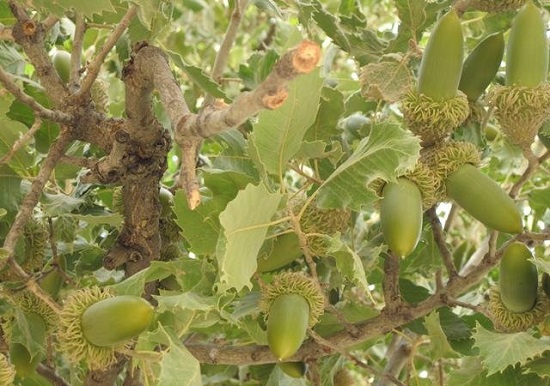 داد بلوط از دود ذغال/ سرمایه ملی بسته‌ای ۵ هزار تومان!