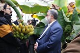 آذربایجان غربی بهترین کریدور صادرات محصولات گلخانه ای است