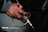 ۱۷۲ میلیون دز واکسن آنفلوانزا و نیوکاسل طیور تزریق شد