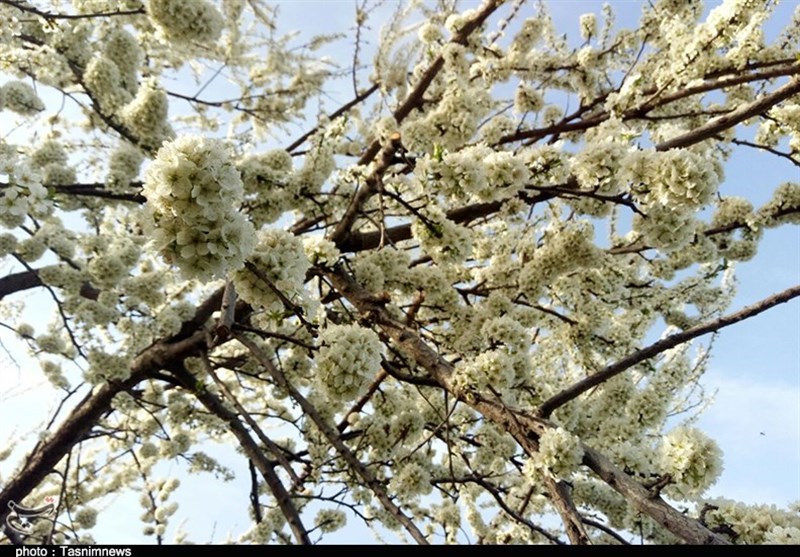 هشدار به باغداران اردبیلی؛ کاهش دمای استان سبب سرمازدگی و یخ‌زدگی باغات می‌شود