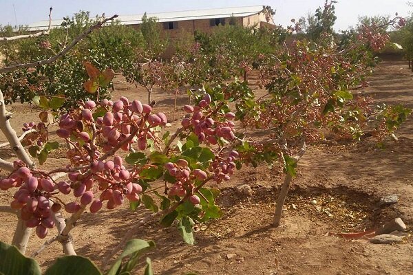 خسارت سنگین سرمازدگی به باغهای پسته شهرستان راور