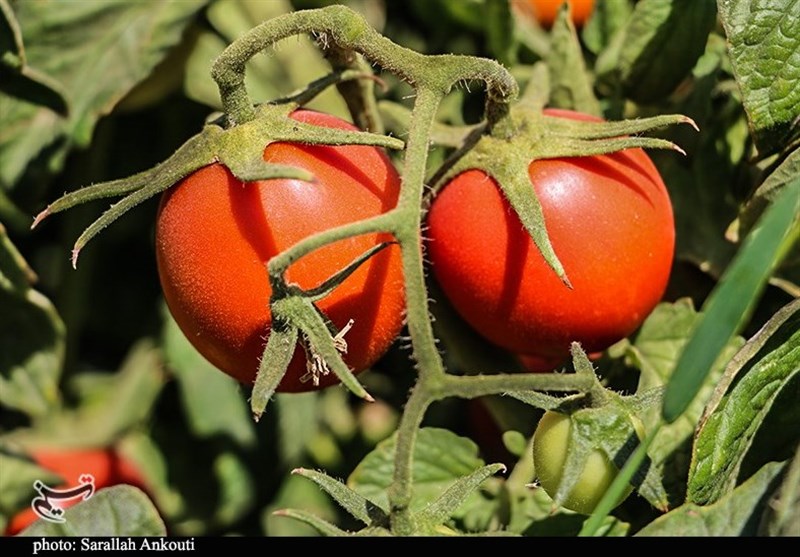 قیمت گوجه فرنگی در میدان میوه و تره بار ۲۵ هزار تومان شد قیمت گوجه فرنگی در میدان میوه و تره بار ۲۵ هزار تومان شد