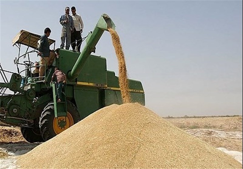 ۲۸ میلیارد تومان بهای خرید گندم به کشاورزان استان بوشهر پرداخت شد