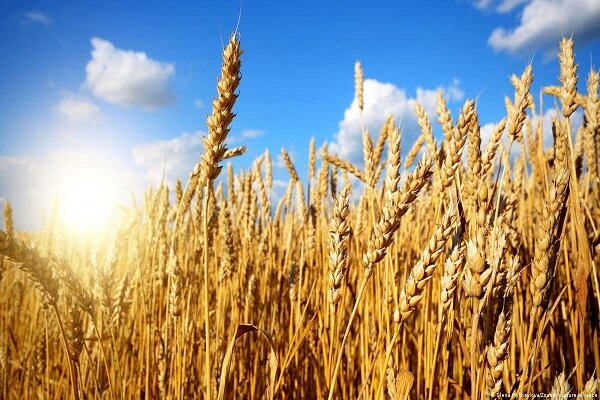 ماجرای ناباروری گندم چیست؟