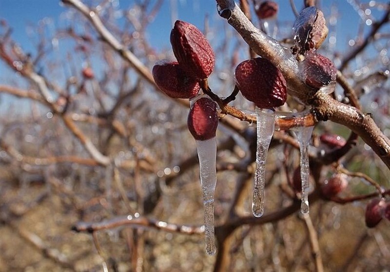 پیگیری جبران خسارت سرمازدگی در استان خراسان جنوبی