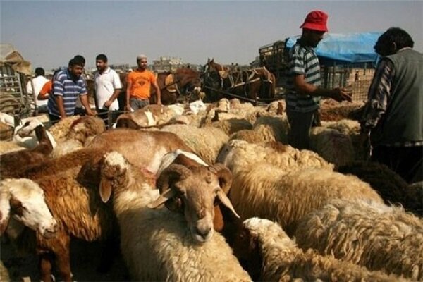 کشف ۱۰۰ راس دام قاچاق در نوار مرزی دهلران