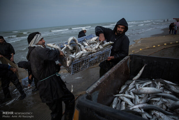 ماهیگیران گلستان ۱۰۴ تُن ماهی استخوانی از دریای خزر صید کردند