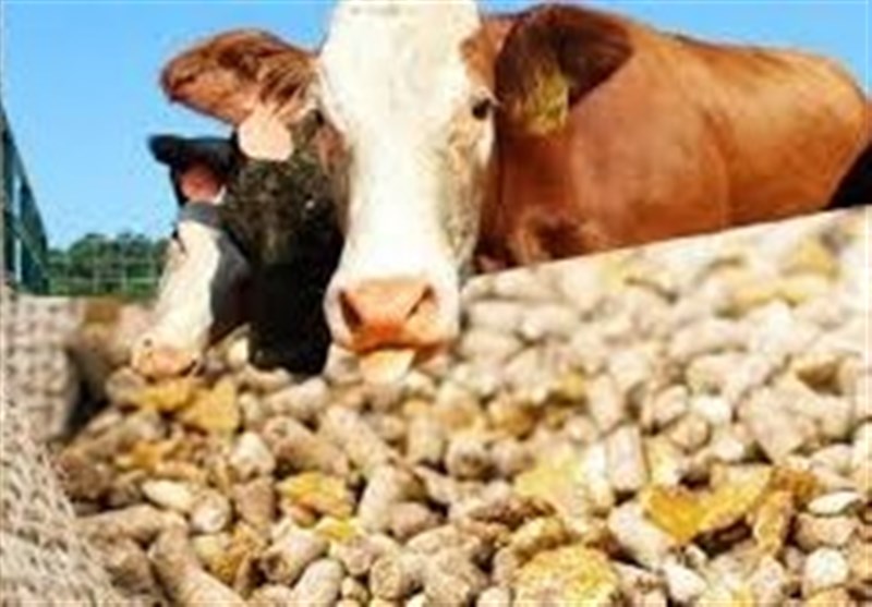 نهاده‌های دامی تا پایان خرداد با ارز ۴۲۰۰ تومانی تامین شد