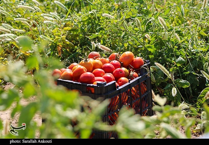 تقویت اقتصاد ایران با صادرات غیرنفتی/ ارزآوری ۴ میلیون و ۷۰۰ هزار دلاری صادرات گوجه&zwnj;فرنگی و رب&zwnj; از استان فارس