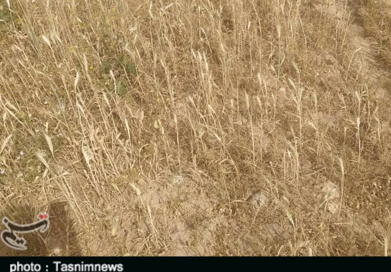 ۴۵۵ میلیارد ریال تسهیلات کم&zwnj;بهره ویژه خشکسالی به استان بوشهر تخصیص یافت