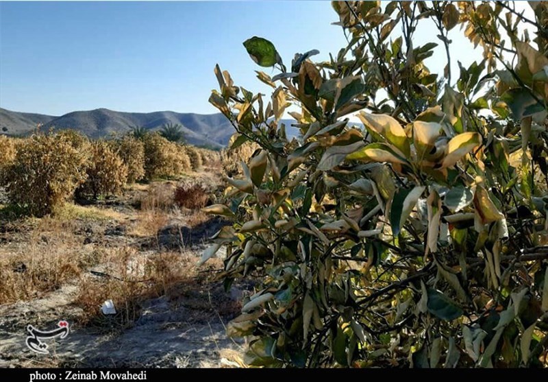 سرما ۲ هزار و ۳۸۰ میلیارد تومان خسارت در چهارمحال و بختیاری بهبار آورد سرما ۲ هزار و ۳۸۰ میلیارد تومان خسارت در چهارمحال و بختیاری بهبار آورد
