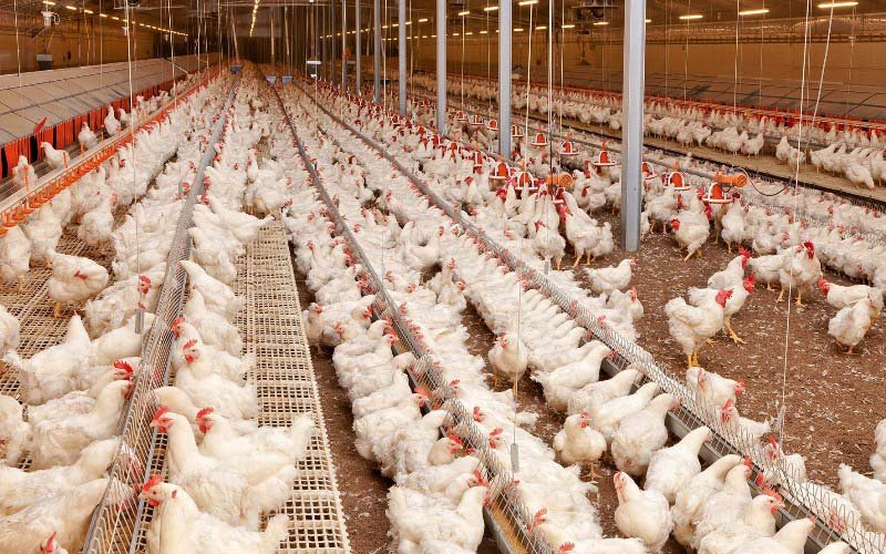 اختصاص وام به واحدهای تولید گوشت و مرغ/ مبلغ وام چقدر است؟