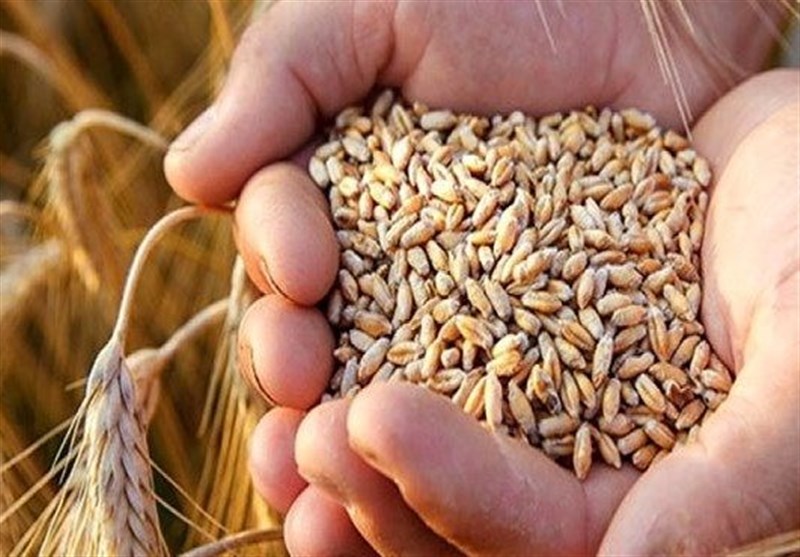 خرید تضمینی گندم از مرز ۲ میلیون تن گذشت