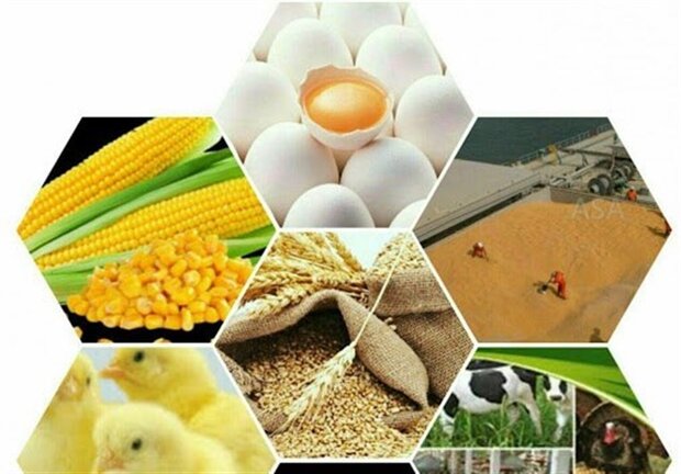 چالش‌های دامداران در تامین نهاده‌های دامی/ادامه خرید تضمینی گندم