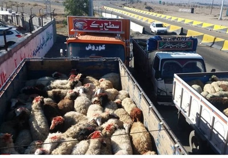 ۲۲۷ رأس دام قاچاق در مرزهای استان ایلام کشف شد