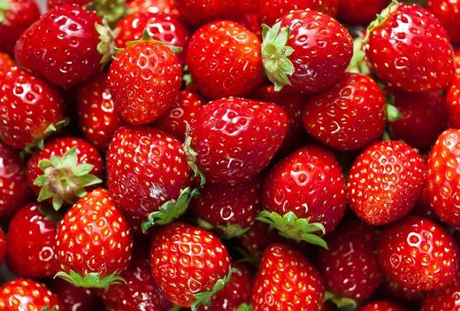 تولید سالانه ۲۳۹ تن توت فرنگی گلخانه‌ای در آذربایجان‌غربی