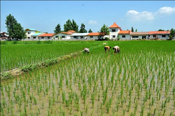 خرد شدن اراضی چالش بزرگ کشاورزی مازندران است