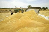۶۳ مرکز خرید تضمینی گندم در آذربایجان غربی دایر شد