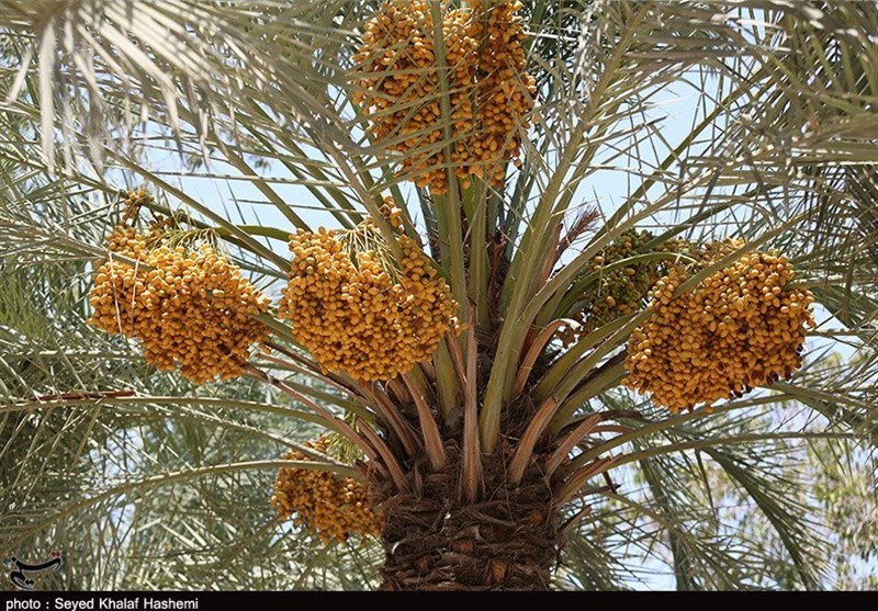 ۱۰ هزار تن خرما در سیستان و بلوچستان برداشت شد