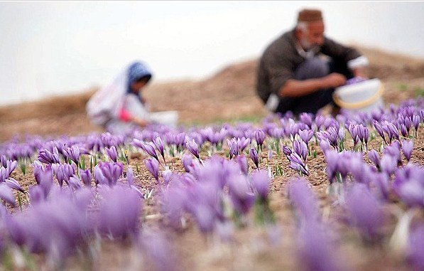 انتقاد از عرضه ارزان زعفران در بورس کالا با قیمت پایین