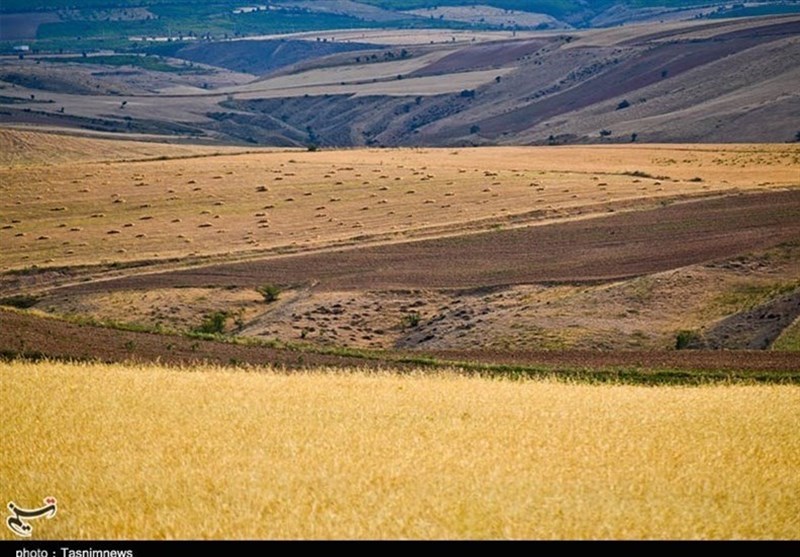 آغاز طرح جهش تولید دیمزار در استان فارس آغاز طرح جهش تولید دیمزار در استان فارس