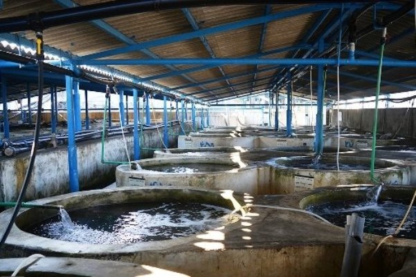 اعتبار۲۵۰میلیارد ریالی سفر رئیس جمهور برای توسعه آبزی پروری مرکزی
