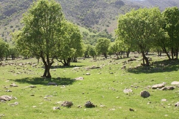کاشت ۲۴ هزار نهال در کانون‌های گردوغبار خوزستان