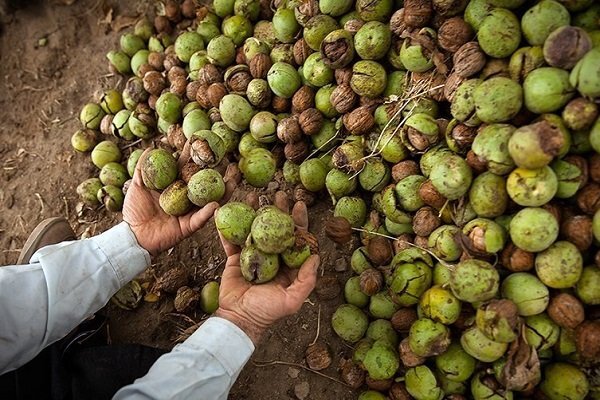 پیش بینی برداشت ۲ هزار تُن گردو در ۶۵۰ هکتار از باغات فیروزکوه