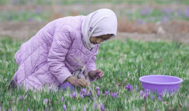 برداشت طلای سرخ در تایباد آغاز شد