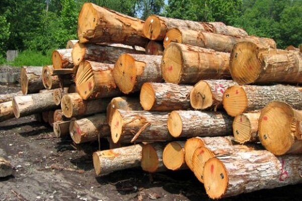 کشف ۲۱ تن چوب قاچاق در خراسان شمالی