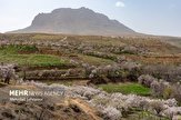 احتمال سرمازدگی محصولات کشاورزی در شمال کرمان