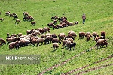 ۵۲۲ هزار هکتار از مراتع کردستان احاله مدیریت شد