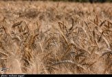 پیش‌بینی برداشت ۳۴۵ هزار تن گندم در لرستان
