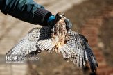 ۳ متخلف شکار غیرمجاز پرندگان در دشتستان دستگیر شدند