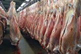 گوشت گرم تنظیم بازار در گناوه توزیع شد