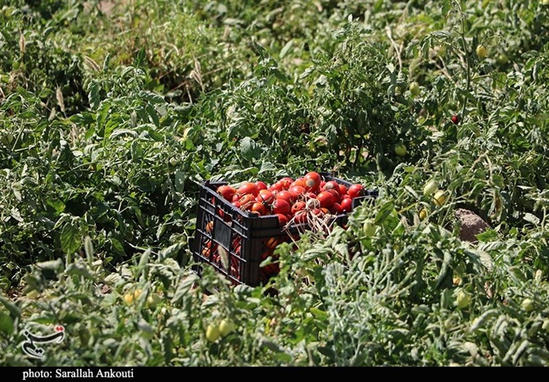 تولید ۱.۴ میلیون تن محصولات کشاورزی در استان بوشهر
