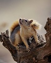 انتقال 7 بطانه سنجاب از استان البرز به لرستان