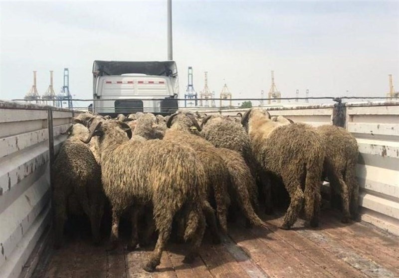 کشف ۱۶۰ رأس گوسفند سرقتی در حاشیه شهر مشهد