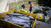 تور بازار ماهی فروشان یاسوج ماهی نمی‌گیرد!