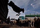 ۵۳۷ راس دام قاچاق در آذربایجان‌ غربی کشف شد