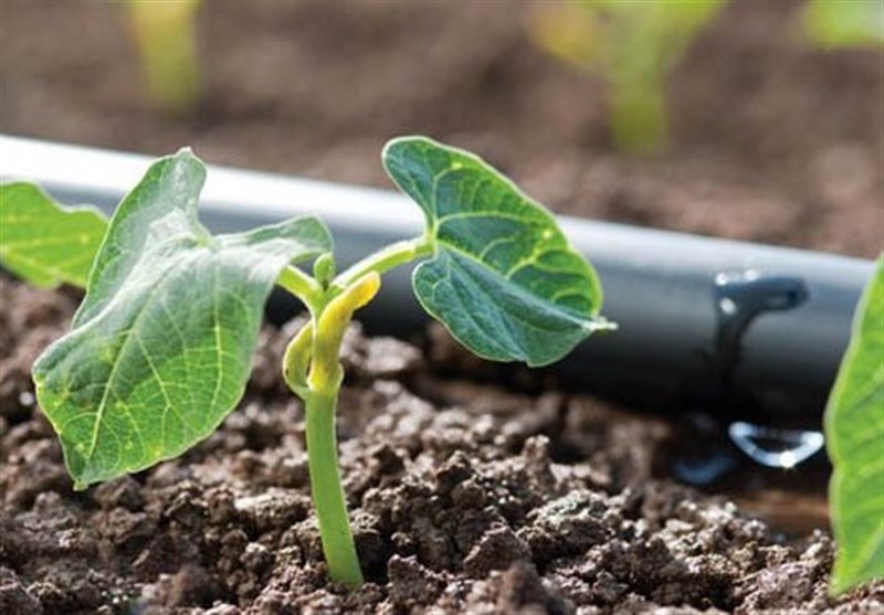 معاون وزارت جهاد کشاورزی: وزارت نیرو سهم آب کشاورزی را حجمی تحویل دهد معاون وزارت جهاد کشاورزی: وزارت نیرو سهم آب کشاورزی را حجمی تحویل دهد