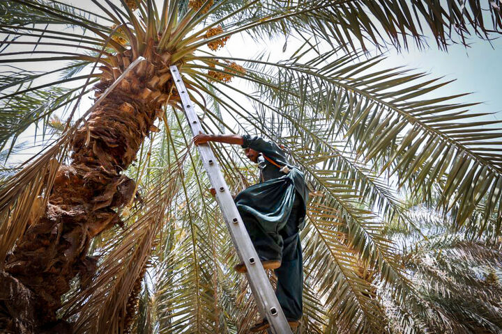 اثرات منفی عدم همکاری بخش دولتی با تشکلهای صنعت خرما| ۶۰ تا ۶۵درصد نخیلات کشور قرقابی آبیاری می شود