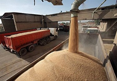 ۲۲۵ هزارتن گندم مازاد بر نیاز از کشاورزان لرستان خریداری شد