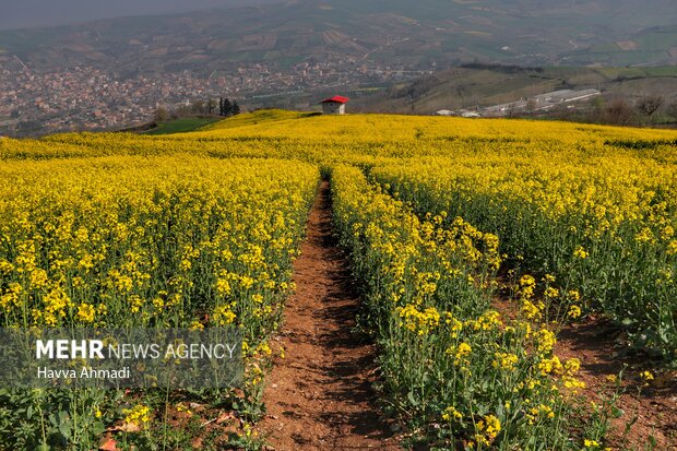 افزایش ۷۰ درصدی خرید محصول کلزا در لرستان