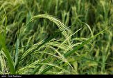 ۱۳۲ تن برنج پرمحصول از کشاورزان مازندران خریداری شد