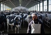تامین ۷۰ درصد گوشت قرمز یزد از واحدهای پرورش گاو شیری